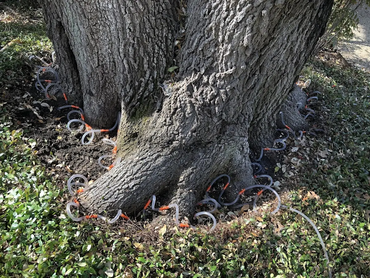 Detailed Tree Cabling and Bracing job site in Santa Clara