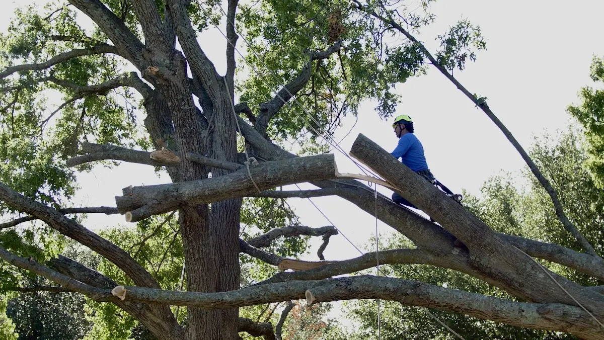 Professional Crown Thinning performed by certified arborists in Santa Clara