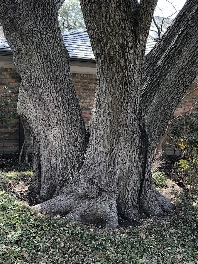 Mature heritage tree close to a Santa Clara property cared for by certified arborists